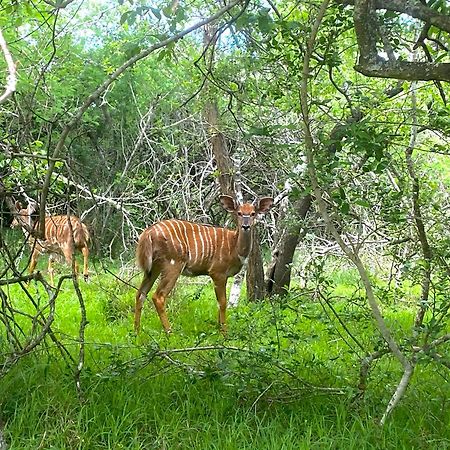 Hideaways Lazuli Bush Lodge, Hluhluwe Ngoại thất bức ảnh